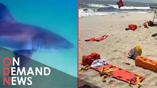 Great White Shark Attack on New York City Beach