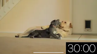 30 Minute Timer - Adorable Dogs