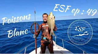 Extrem sport fishing ESF ep 49 : poissons blanc ! spearfishing