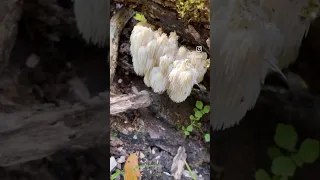 Bear head tooth mushrooms! #mushrooms #foraging #fungus #Fungi #forager #mushroomhunting #Hiking