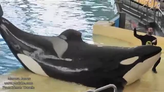 Orca Ocean - Killer Whales performance At Loro Parque