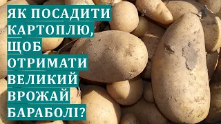 Як посадити картоплю, щоб виростити багатий врожай бараболі?