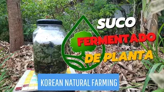 Suco fermentado de planta (fermented plant juice). Korean Natural Farming - KNF.