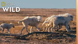 Arctic Wolf Pups on First Family Outing | Nat Geo Wild