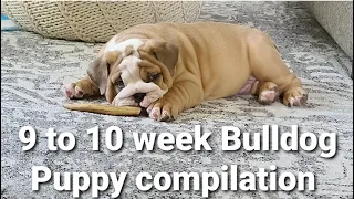 Our English Bulldog Puppy from 9 to 10 weeks