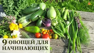 9 самых ПРОСТЫХ овощей для начинающих огородников!