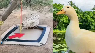 Funny Bird Videos (duck reacts and learns)