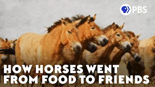 How Horses Went From Food To Friends