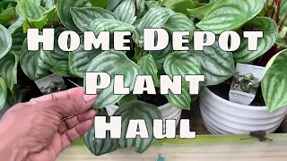 Home Depot Plant Shopping Plant Haul Big Box Plant Shopping Costa Farms Monstera Calathea