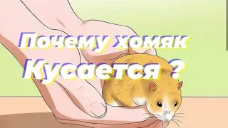 🐹Почему хомяк кусается?🐹