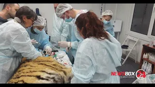 В Приморье ветеринары тигру вырвали больной зуб