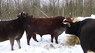 Вольное, беспривязное содержание скота на нашей мини-ферме крс