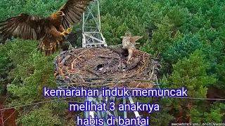 induk elang mengamuk setelah melihat tiga anaknya habis di bantai alap alap