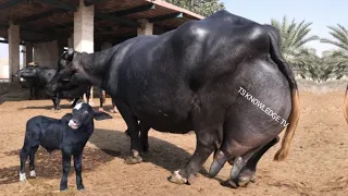 World Biggest Udder Nili Ravi Buffaloes 47.239 Kg Milk of Haji Shaukat Doggar Cattle Farm of Multan