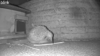 Hoglets Adventures Night 7