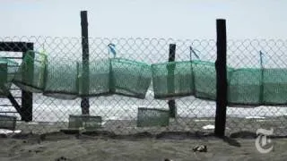 Science: Saving Sea Turtles, One Nest at a Time - nytimes.com/video