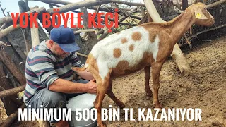 PEYNİR VE KURBANLIK SATARAK YILINDA 500 BİN TL KAZANIYOR