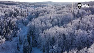 Наша Сибирь 4К: Зима в лесу