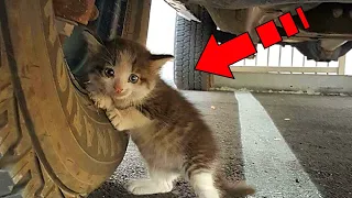 The defenseless kitten hid from people and cried, hoping that his mother would come back for him!