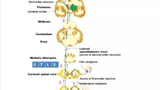 Pathway of pain and temperature