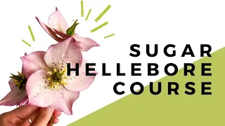 Sugar Hellebore Course! // Full Preview // With Finespun Cakes