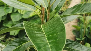 Ficus Benghalensis Roy 70cm Height | Live from the Nursery Series