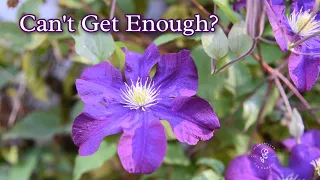 Keep Clematis Blooming, Tips for Encouraging More Flowers!