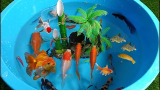 Cute Animals,Glofish,tiger fish,comet fish,koki fish,goldfish,manfish #fish #cuteanimals