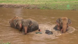 Amazing elephant friendship with human - ElephantNews