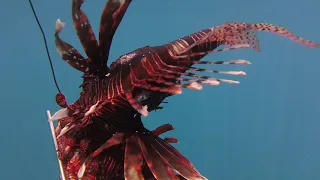 spearfishing lionfish , זהרונים בים התיכון