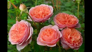 BUY THESE ROSES FOR NEXT SEASON. THE BEST ROSES WITH PROFUSING FLOWERS, SUSTAINABLE AND BEAUTIFUL