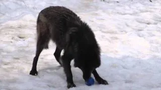 Alawa and Zephyr: BarkBox Enrichment