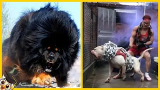 Los 10 Perros más Fuertes del Mundo