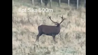 Hunting the roar 2023 Stag kill shots New Zealand