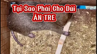 NUÔI DÚI KHÔNG CHO ĂN TRE CÓ ĐƯỢC KHÔNG? TRẠI DÚI HOÀNG ÂN BẾN TRE