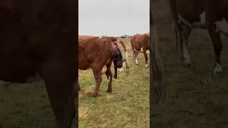 COW LIVE DELIVERY 😍 || COW GIVE BIRTH BABY CALF || #cow #birth #baby #calf #shorts