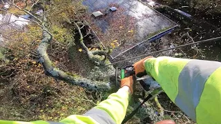 Maple Tree Pruning By Professional Arborist with Rigging Techniques