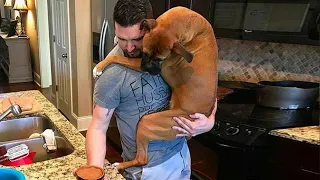 Cute Dog Can't Stop Hugging Their Human - Best Animals Show Love Videos