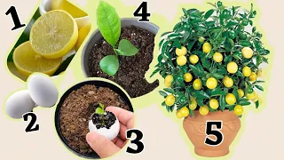 unbelievable trick to grow lemon 🍋 tree seeds from seed to tree 🌲