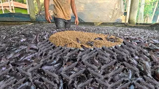 Rumah Ikan di | Budidaya Ikan di Tangki Semen Beton di Halaman Belakang Anda