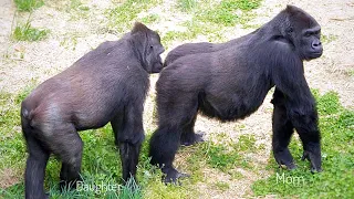 Excited Female Gorilla Shows Strength To Her Daughter | The Shabani Group