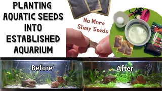 How to Put Aquatic Seeds into Established Aquarium