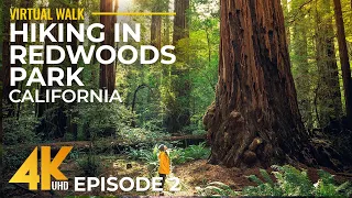 4K Relaxing Forest Walk among the Highest Trees on Earth - Hiking on Hatton Trail, California #2