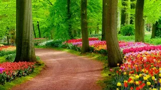 Sergey Grischuk -The beauty of nature ~ Positive Energy | Background Music For Meditation