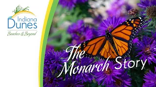 The Full Journey — The Monarch Story | Indiana Dunes