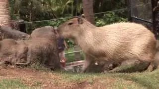 Coatis & Capybara - Environmental Enrichment