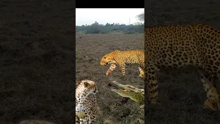 leopard and Bengal tiger vs crocodile animal #shortsfeed #viral #funny #comedy #shorts