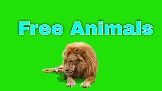 Green Screen Animals | Chroma Key