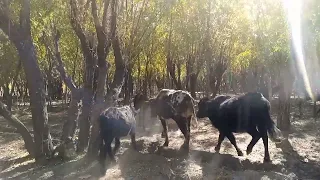 OMG 😳😂 Amazing Beautiful small black Bull 🐂 Romance With Cows first time must watch 👀🥰|Yak VS Cow|