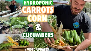 Hydroponic Carrots, Corn and Cucumbers Plus Updates